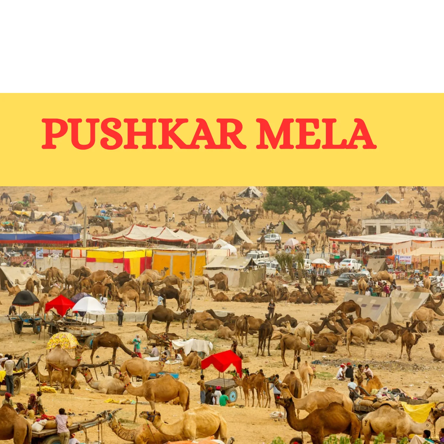 Hundreds of dromedary camels and a large crowd of people gather at the Pushkar Camel Fair, amidst temporary, colorful stalls and tents on a dry, sandy field in Rajasthan, India.