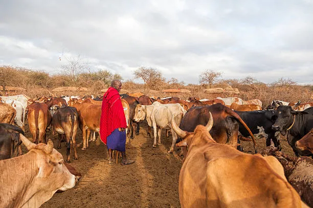 A Maasai man in traditional red shuka stands among a large herd of cattle in a dry, open field under a cloudy sky. The cattle are a mix of brown, black, and white. In the background, there are sparse trees and some traditional huts.