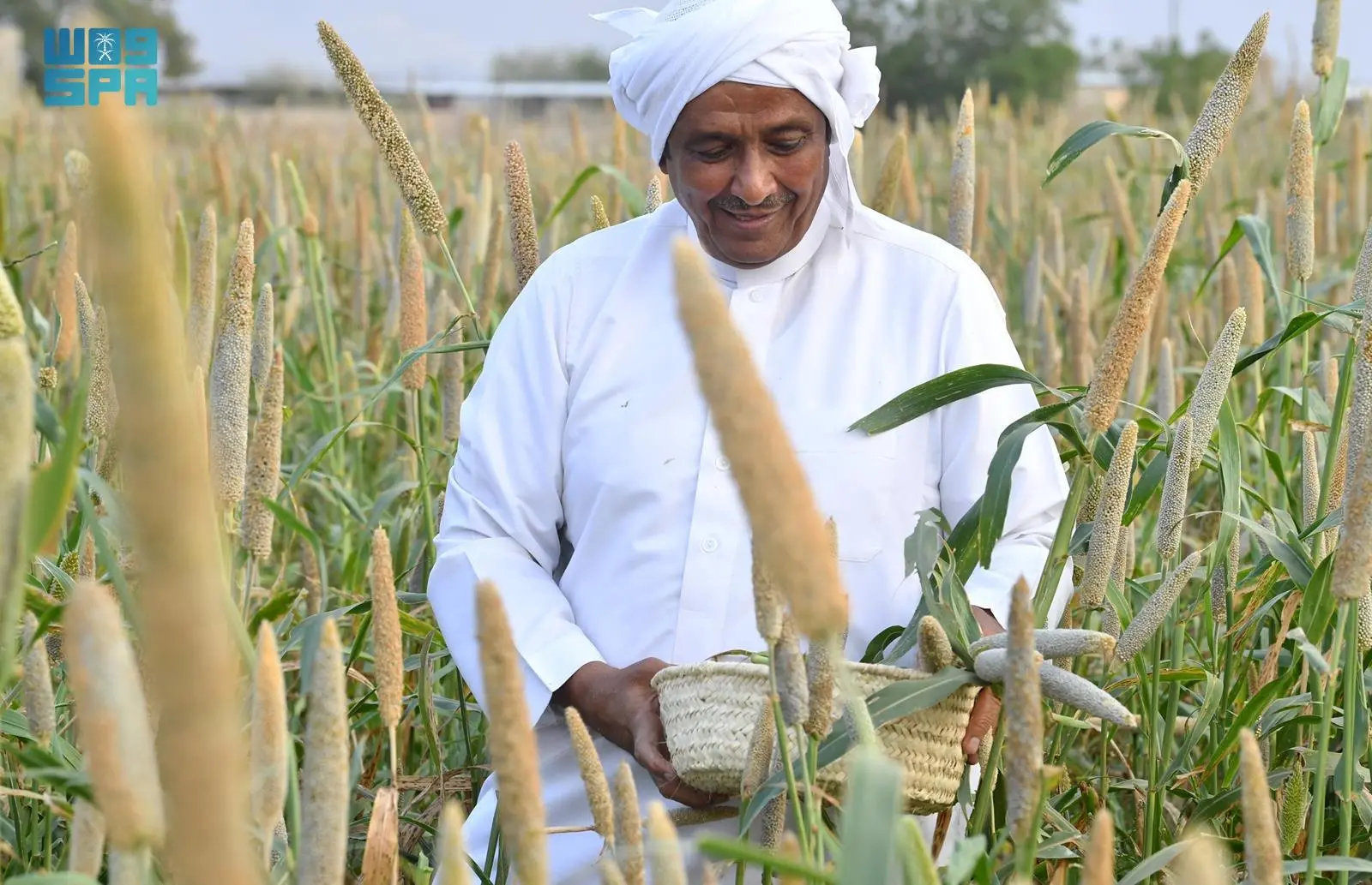 A Saudi farmer wearing a white thobe and red-checkered ghutra stands in a tall sorghum field, smiling while holding a traditional woven basket filled with freshly harvested sorghum heads. The field features mature sorghum plants with golden-brown seed heads under a clear sky, with the WSG SPA logo in the lower left corner.