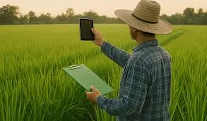 A middle-aged Asian farmer wearing a traditional conical straw hat and plaid shirt stands in a lush green rice paddy field, holding a green clipboard in his left hand and a black smartphone in his right hand, examining the crops during a sunny day.