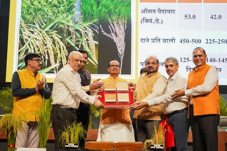Union Agriculture Minister Shivraj Singh Chouhan and senior ICAR officials jointly unveil samples of gene-edited high-yielding rice varieties Pusa DST-1 and DRR Dhan 100 Kamala during an event in New Delhi, with yield data displayed on screen.